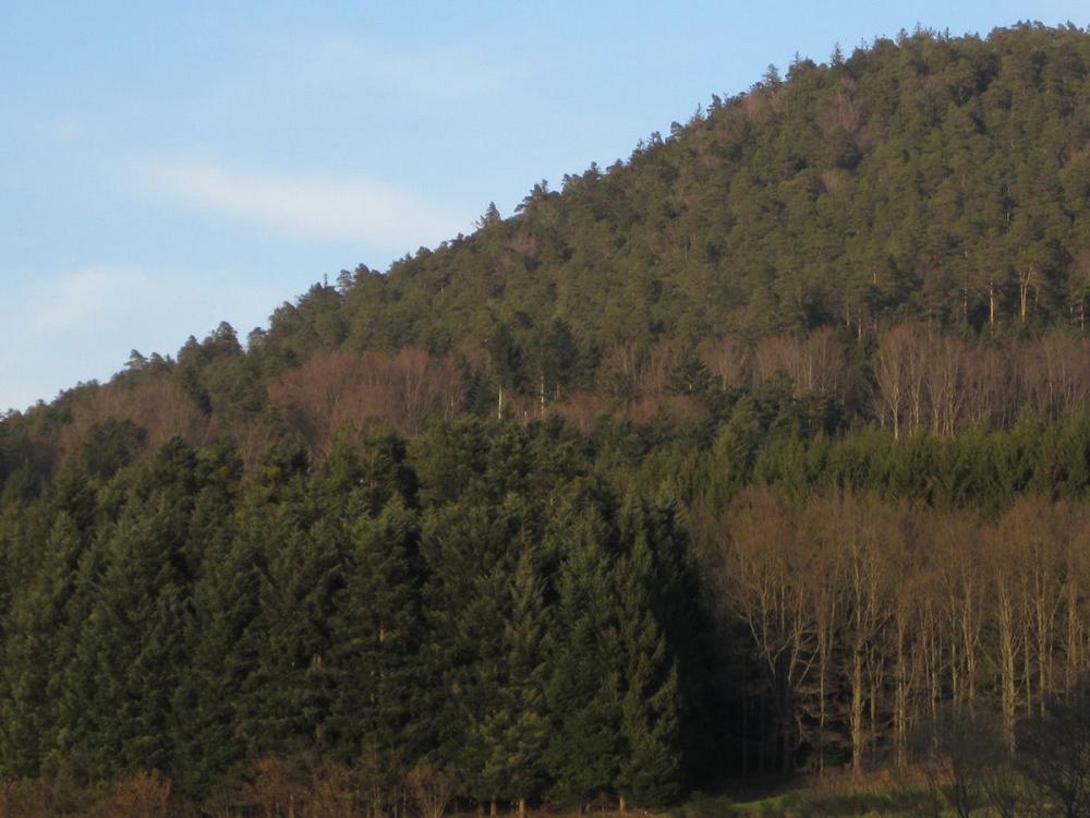 foret_vosgienne.jpg